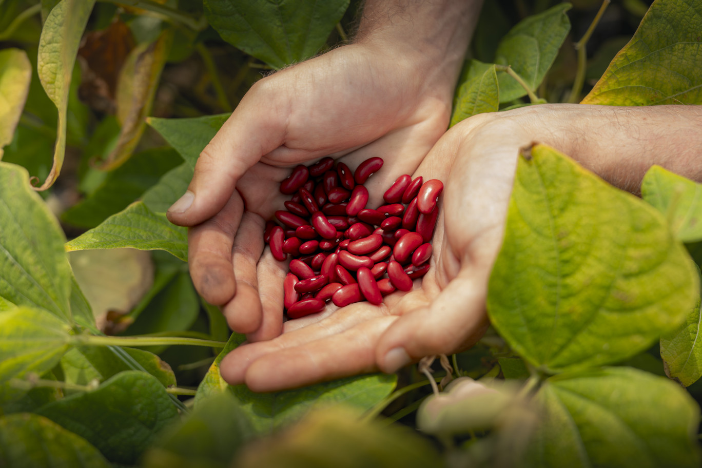 Villeneuve d'Ascq : le groupe Bonduelle obtient la certification B CorpTM