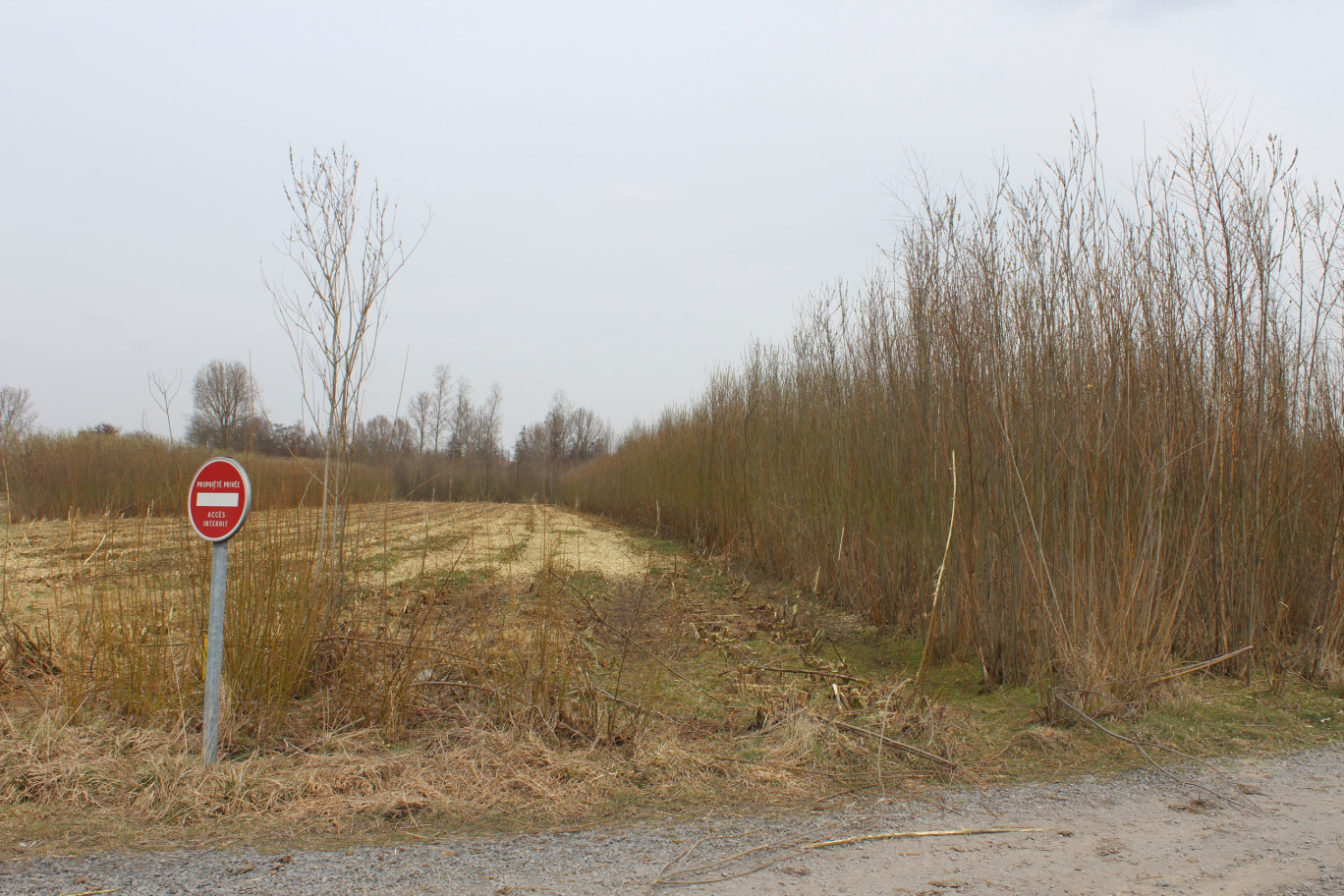 Sur le site de La Saulée à Orchies, les petits saules poussent en rangs serrés…tandis que d'autres, plus développés, ont déjà été coupés