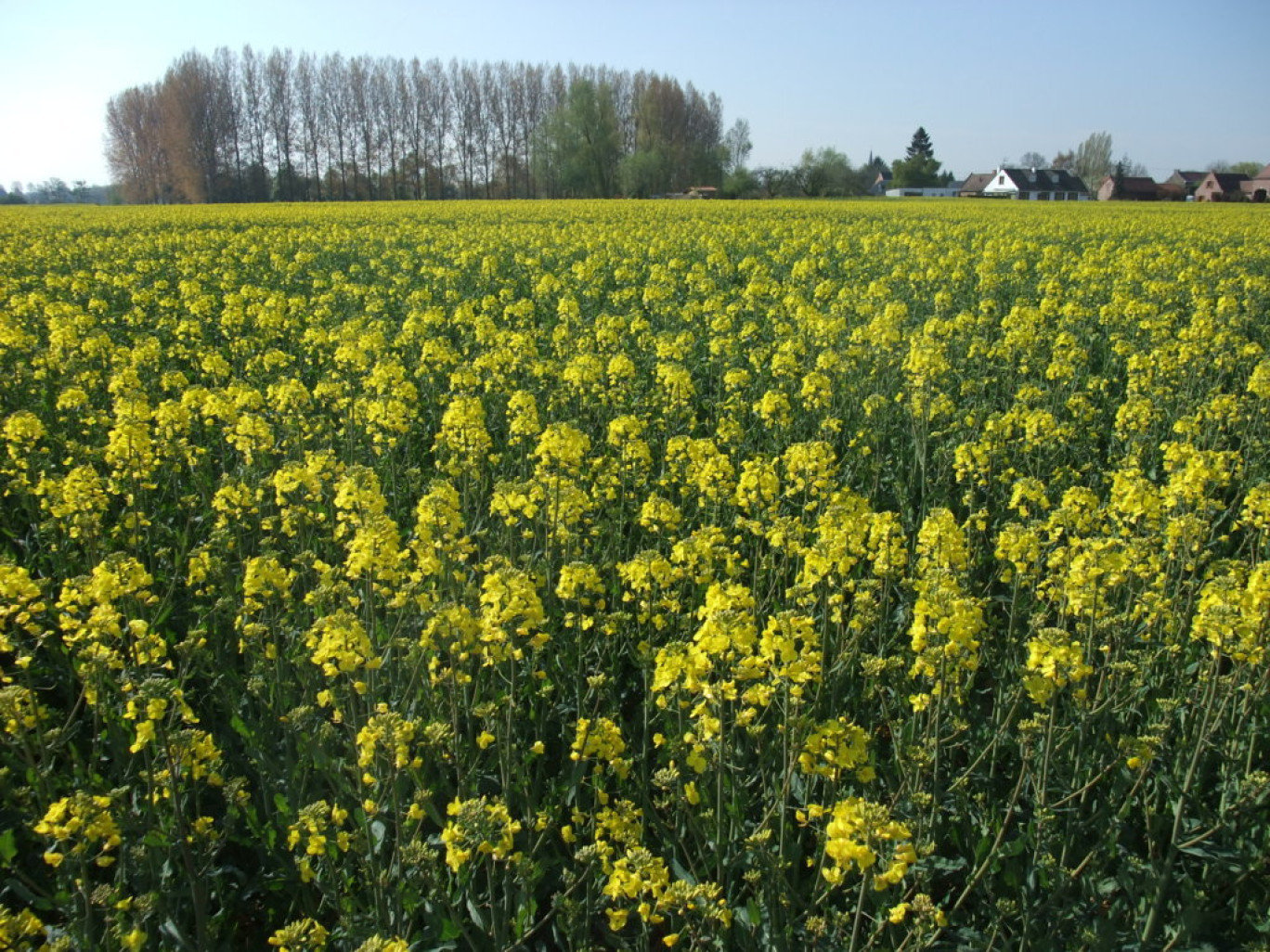 Le colza a envahi certaines zones de la région grâce à des mesures incitatives, pourquoi pas des cultures biologiques ?