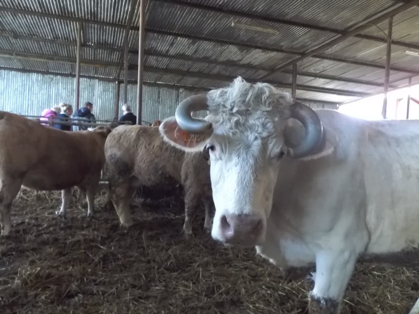 « La ferme des Z'Ailes à Zutkerque privilégie une agriculture raisonnée ».