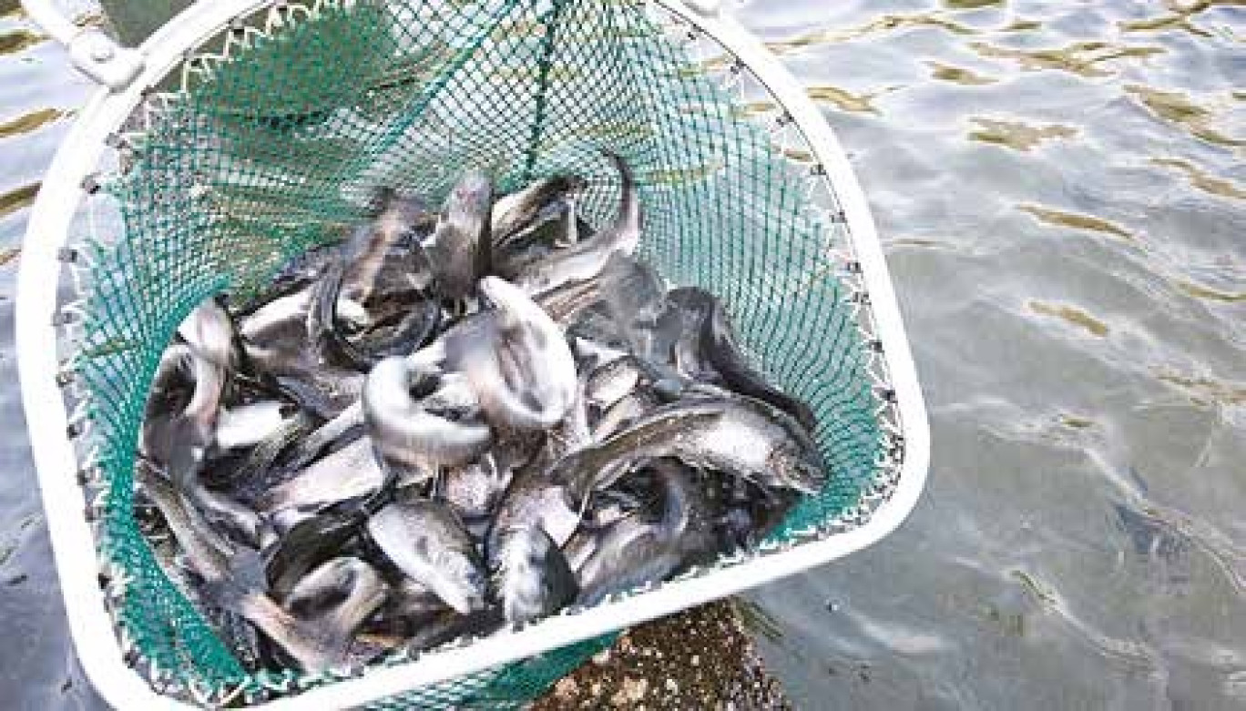 Le poisson peut être transformé en filet, natures ou fumés (pour la truite), ou en pavés. Son calibrage est constant et son prix régulier.
