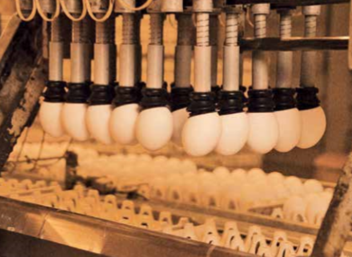 La moitié de la production est destinée à la grande distribution.