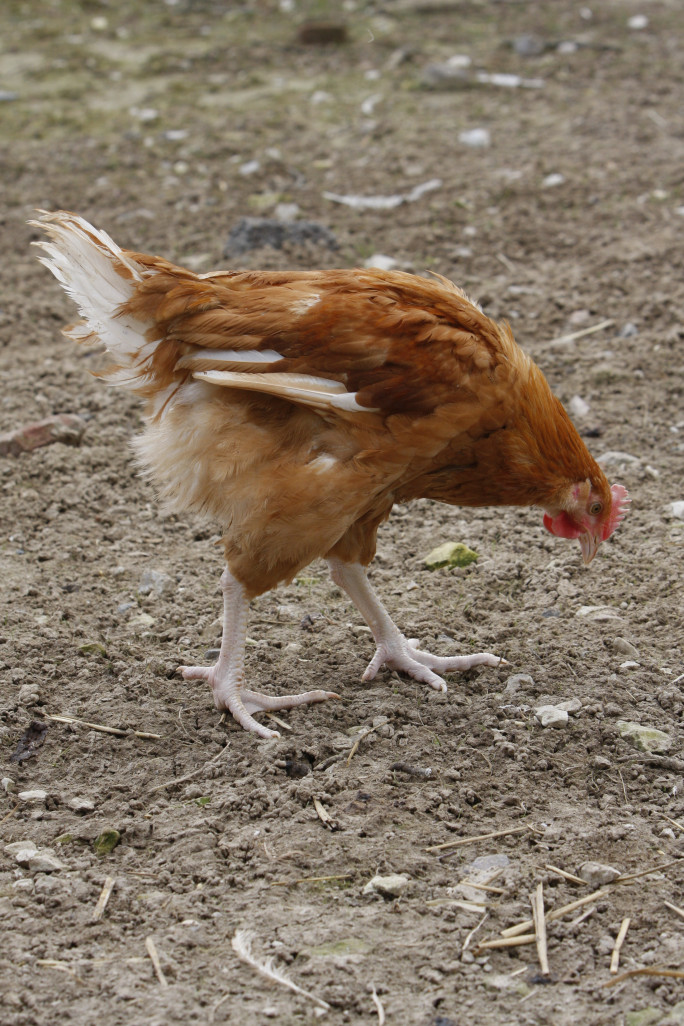 Les oeufs Cocorette se différencient de la concurrence parce qu’ils sont issus de poules élevées en plein air avec un cahier des charges bien précis, mettant en avant le bien-être animal et la qualité des produits. ©ACT'Studio