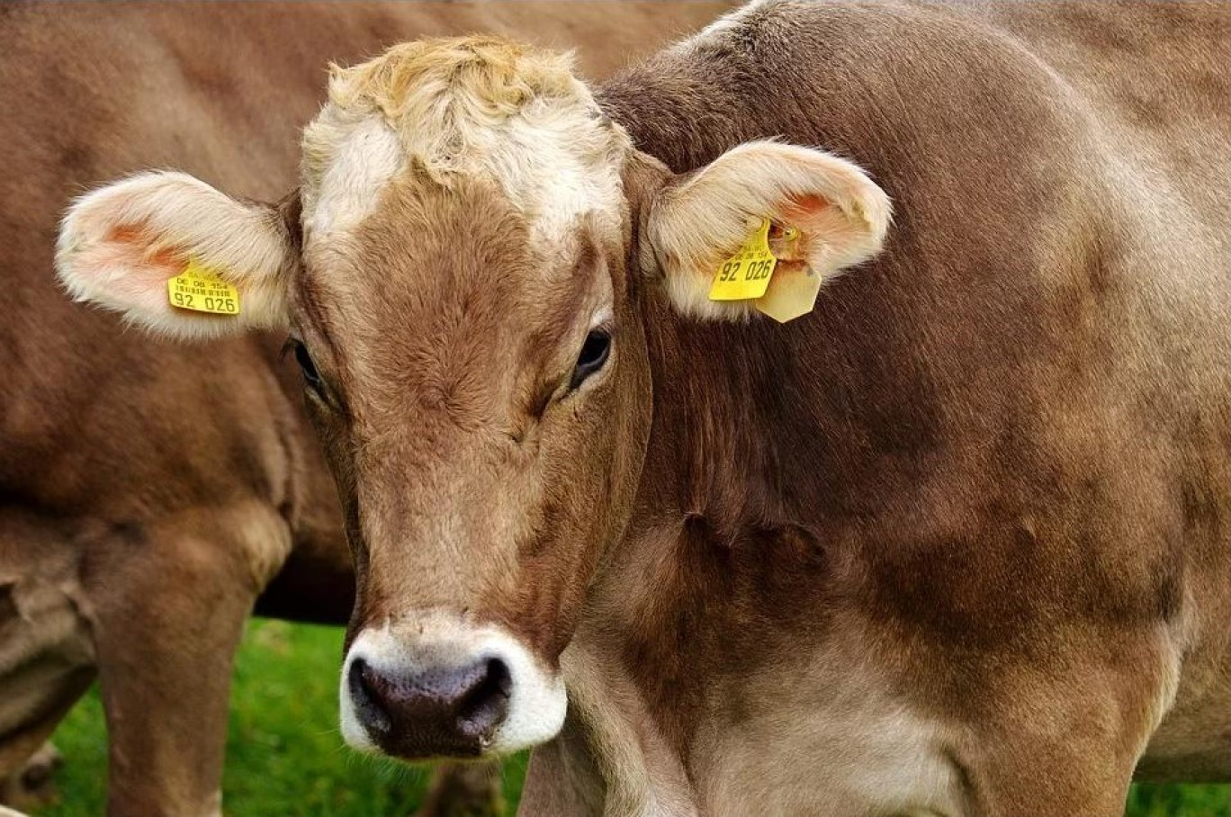Grâce à la qualité de ses produits agricoles, le département de la Saône-et-Loire a su marquer la manifestation de son empreinte.