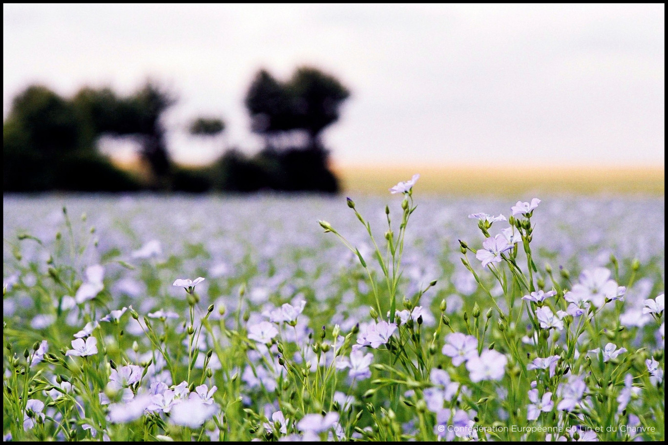 Crédit photo : Confédération européenne du lin et du chanvre, « Dans l’Eure, 20 000 hectares de lin fibre sont cultivés. »