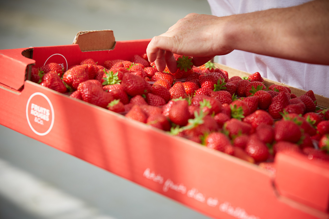Fruits rouges & co vend des fruits sous forme de coulis ou de purée, mais son cœur de métier reste le fruit frais. © Fruits rouges & Co