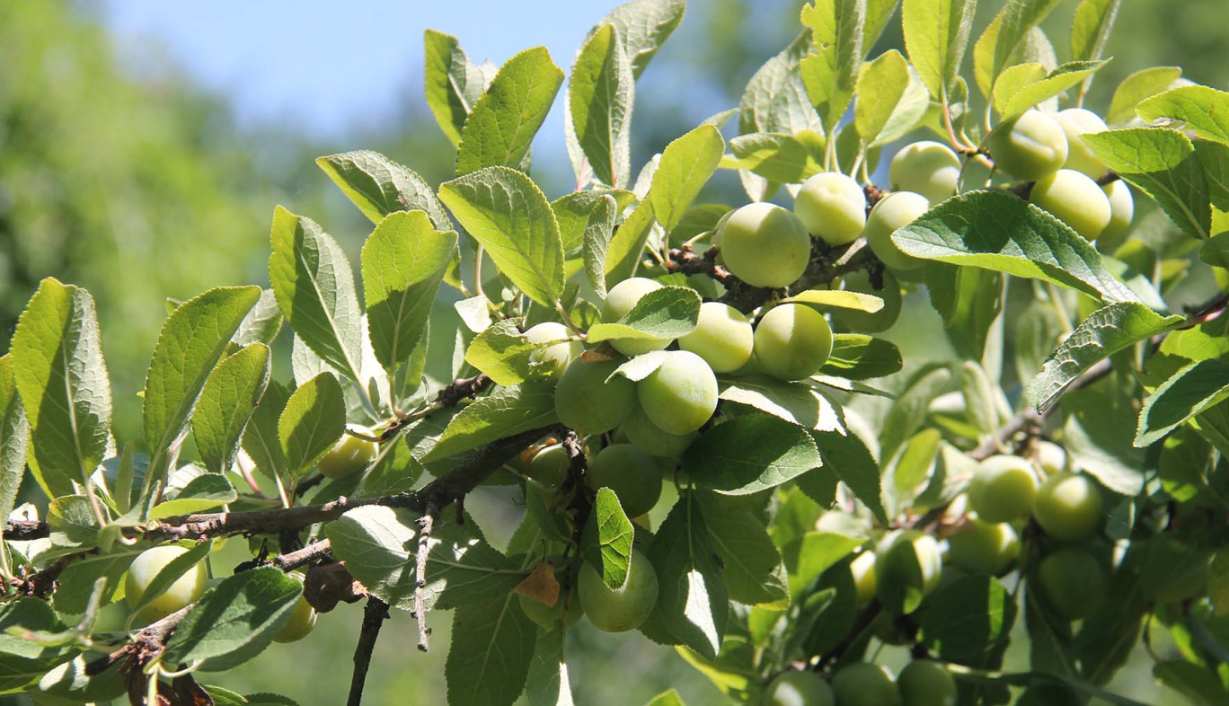 Si les fruits sont encore verts, la récolte des mirabelles pourrait démarrer dès la fin du mois mais plus probablement début août avec une bonne quinzaine de jours d’avance.