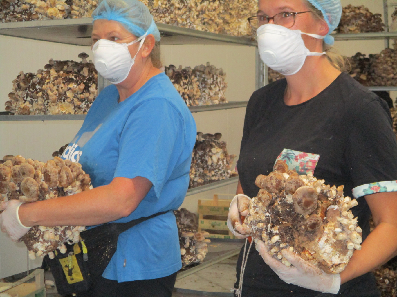 L'entreprise propose une gamme variée de champignons, tous bio.