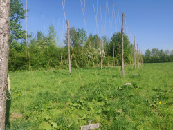 Une houblonnière a été installée derrière la brasserie. © Aletheia Press / D. La Phung