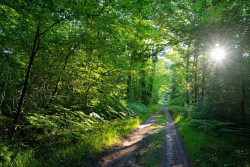 La forêt de Compiègne. © hassan bensliman 