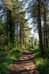 Le bois de pins et ses sentiers. © Cyrille Struy