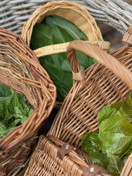 Détente et bien-être par les plantes sauvages, rendez-vous à Proisy. 