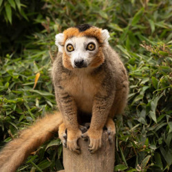 Le lémur couronné est l'animal emblématique du parc. (c) Marie-Line Waroude