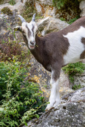 Les chèvres s&#039;adaptent parfaitement au relief de Laon qu&#039;on appelle la «Montagne couronnée». © Marie-Line Waroude
