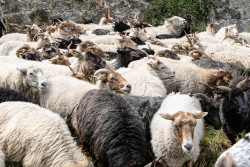 Le troupeau de Myriam Clouet a passé une grande partie de l&#039;été à Laon. © Marie-Line Waroude