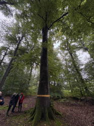 L'hêtre des Amis de la forêt de Retz fait partie des arbres remarquables labellisés.