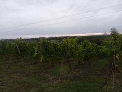 Les deux exploitants, voisins de parcelles situées face à la Vallée de l’Oise, ont replanté les vignes sur les terres où autrefois elles avaient existé. 