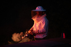 Apiculteur, Apidis se félicite des récompenses récemment obtenues au concours des produits régionaux de Bourgogne-Franche-Comté qui valorisent le travail et le savoir-faire des équipes. © Apidis