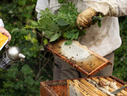 Apiculteur, Apidis se félicite des récompenses récemment obtenues au concours des produits régionaux de Bourgogne-Franche-Comté qui valorisent le travail et le savoir-faire des équipes. © Apidis