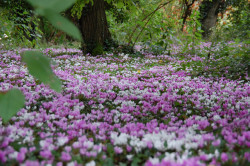 Des élèves de la MFR se sont pris d’intérêt pour les cyclamens du parc de l’établissement et s’engage pour leur protection. © MFR Grandchamp-Beaune
