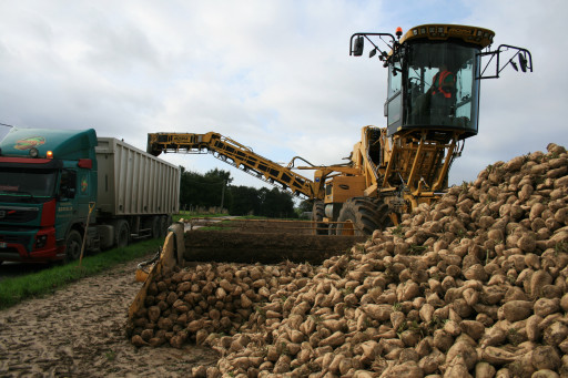 Betteraves sucrières : la jaunisse décime la récolte