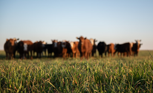 Agriculture : une aide régionale pour l'achat de fourrage