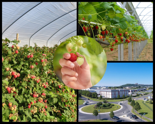 Plan de relance : l'entreprise Fruits Rouges & Co de Laon lauréate de l'appel à projets "Relocaliser"