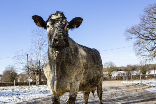 La Région Hauts-de-France crée son propre salon de l'agriculture en virtuel