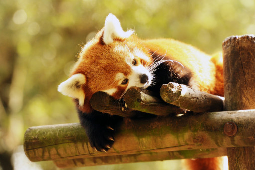 2020 : une année particulière pour le parc animalier de Sainte-Croix