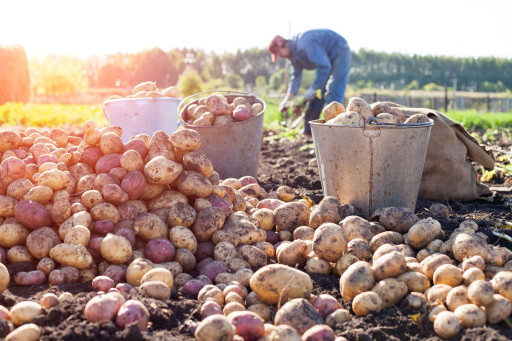 La Région Hauts-de-France lance un appel à projets pour aider la filière pommes de terre