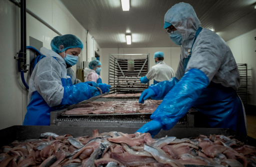 Fécamp : Sepoa-Delgove lance son hareng « pêche française »