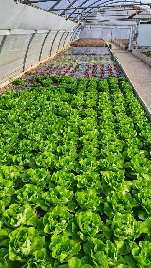 Gauchy mise sur sa propre production de fruits et légumes pour alimenter sa cantine scolaire