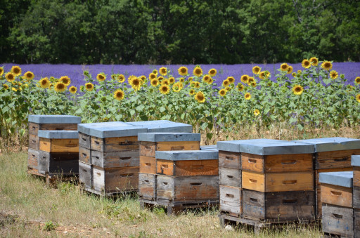La biodiversité, urgence méconnue pour les entreprises ?