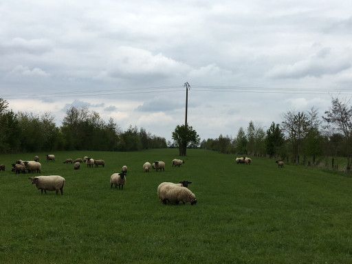 Bayonvillers : la Ferme Plaine de vie mise sur l’agroforesterie