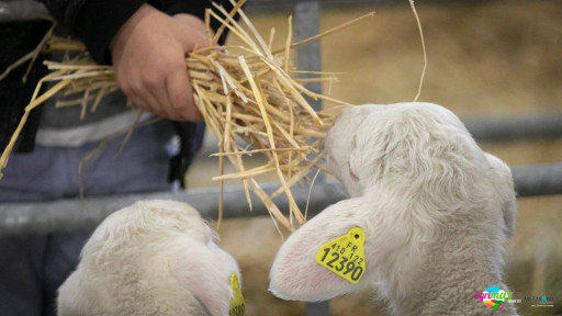 Metz : la 10e édition du salon Agrimax démarre le 27 octobre