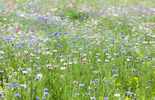 L'aéroport Beauvais-Tillé rejoindra Aérobiodiversité en 2022