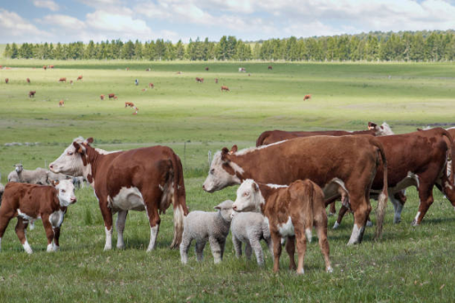 Dispositif d'indemnisation exceptionnel des éleveurs bovins allaitants