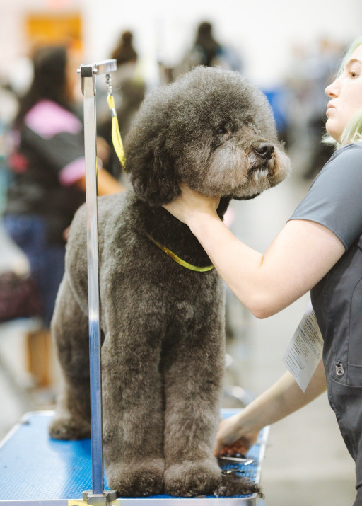 Perfection Canine à Dijon : Pour chouchouter les animaux de compagnie