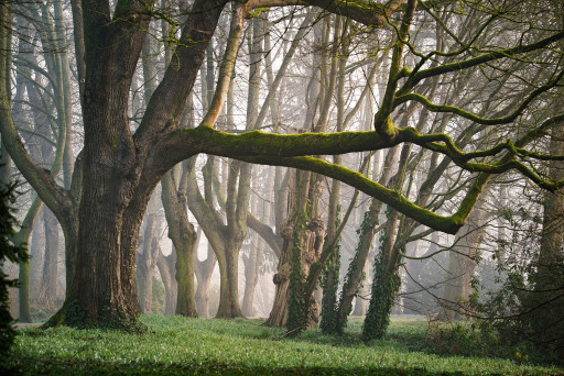 Cinéma en forêt de Xertigny