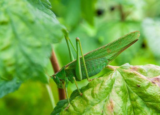 Senlis : immersion dans la nature avec le "Séminaire Biodiversité Entomologique de l’Oise"