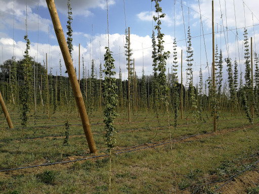 La filière houblon s’organise dans les Hauts de France