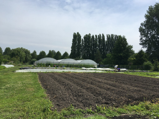Des aides pour les maraîchers picards, victimes de la météo