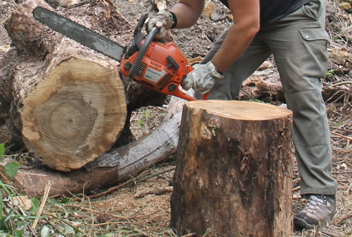 Filière Bois-Forêt : un mois pour attirer et convaincre