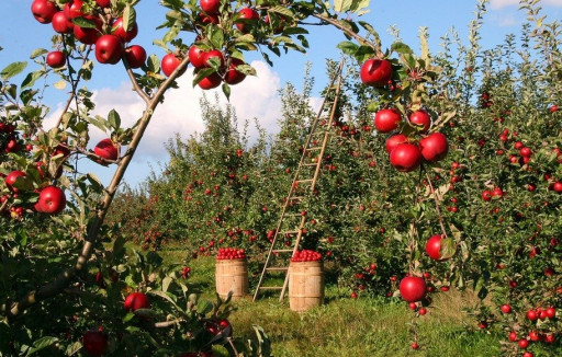Un verger au service de la biodiversité verra le jour à Quetigny