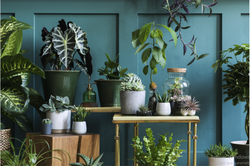 "Plantes pour tous" organisera bientôt "Une grande Vente de Plantes " à Dijon