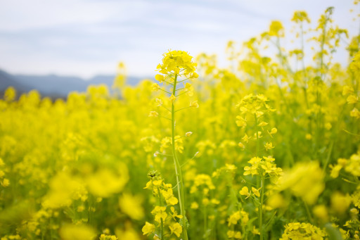 La production de moutarde doit faire face à des pénuries et des hausses de coût
