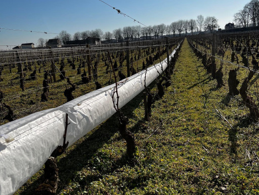 Un souffle chaud pour sauver les vignes, inventé en Bourgogne Franche Comté