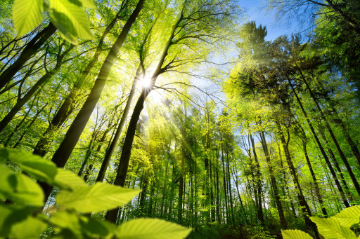Forêts de Darney-La Vôge : signature d’un protocole d’accord pour décrocher le label «Forêts d’exception»