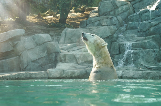 Zoo d’Amnéville : les nouveautés 2022