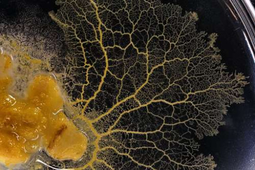 Beauvais participe à la recherche grâce au blob